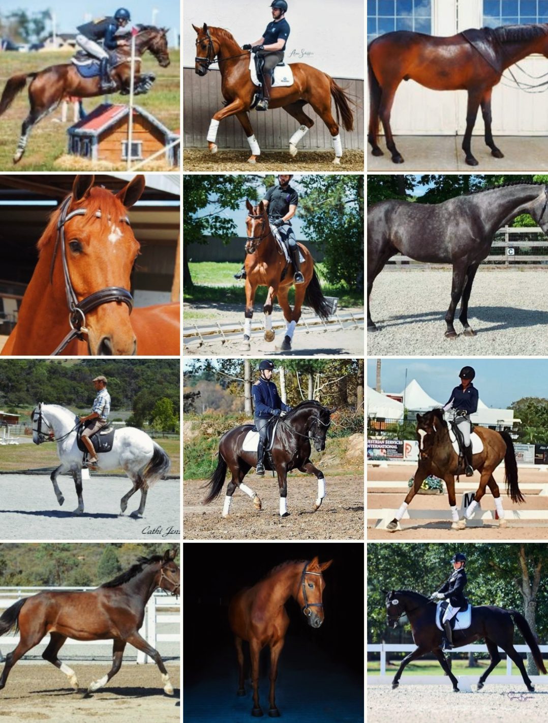 welcome to horses 4 your consideration