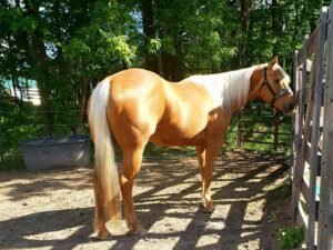 Megan's mare, Joey, She got her when she was 3 and she had a laundry list of health issues: laminitis, white line disease, tick diseases & coinfections. She’s sound, barefoot and thriving. Her testimonials are featured in the Healing Barn Movement and Barefoot Horse Magazine.