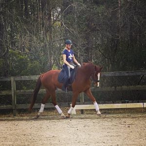 Ruvalde, a 2016 gelding by Rotspon (Rubinstein) out of Hope TF (His Highness/Sandro Hit), here ridden by his new owner, Natalie Tribett of Tribett Dressage in Wilmington, NC