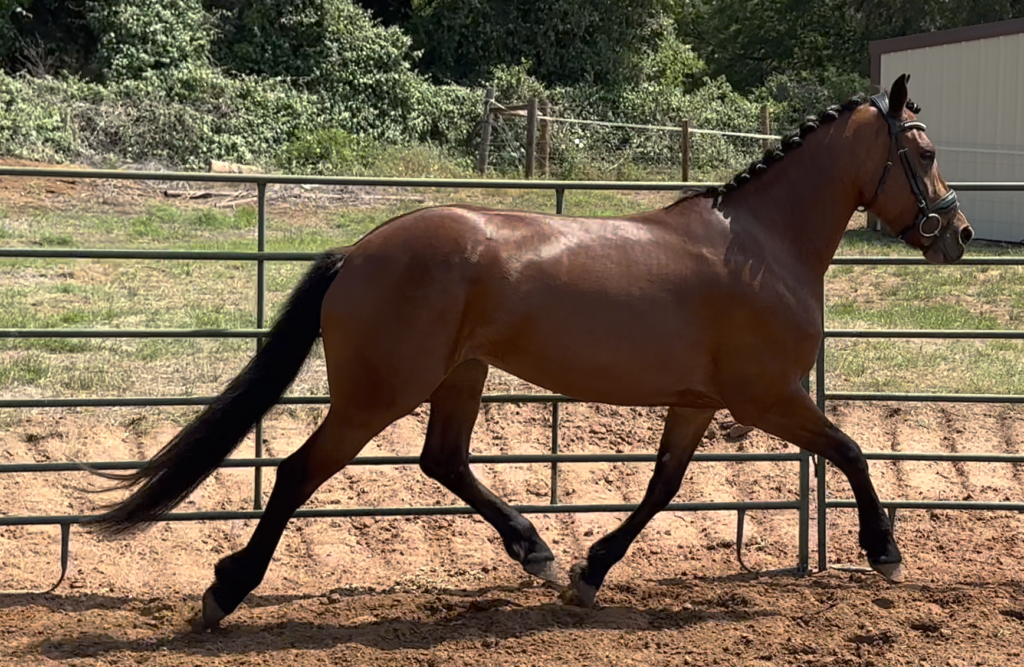 Talented, athletic prospect Horses 4 Your Consideration