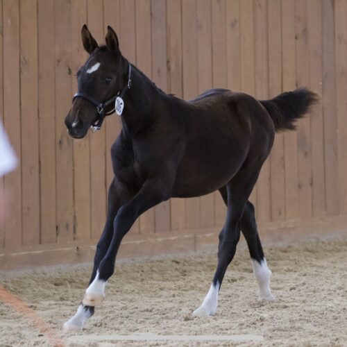 Traverse Bay RSF - 2023 KWPN filly