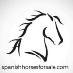 Profile photo of JAMIE AND JANE SPANISH HORSES